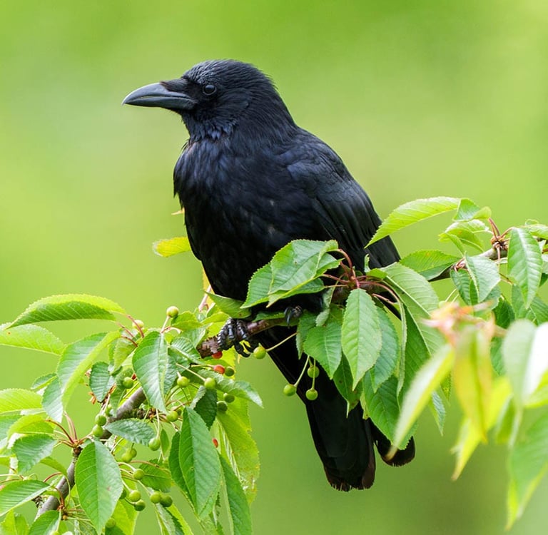 Kohlkrabe sitzt im blühenden Kirschbaum im Frühling.