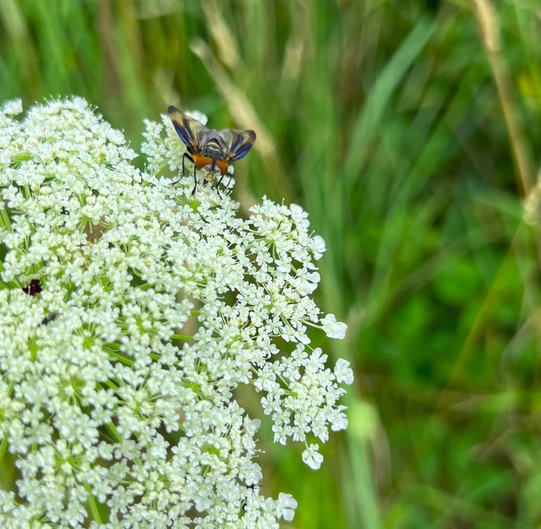 Close-up van een kleurrijke zweefvlieg op schermbloemen langs het wandelpad.