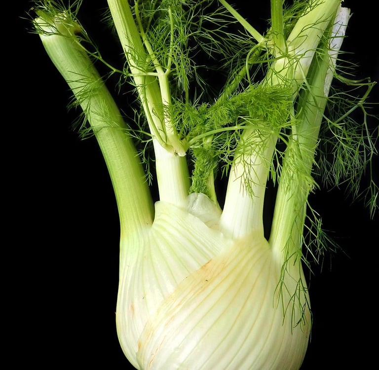 a fennel fennel fennel fennel fennel fennel fennel fen