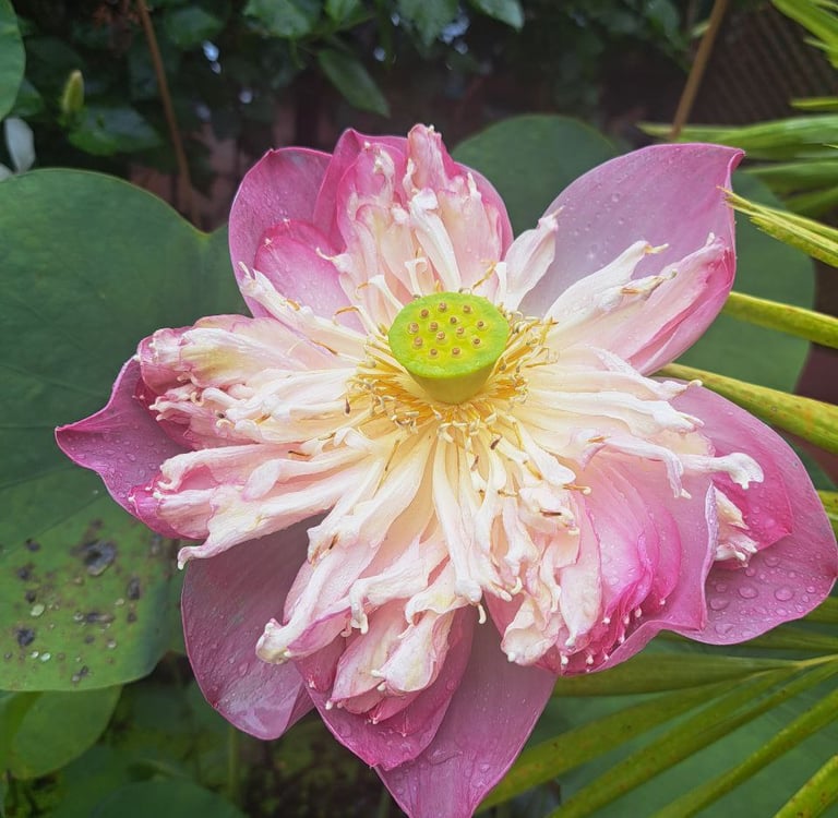 Lotusblume als Symbol für spirituelles Erwachen und Heilung