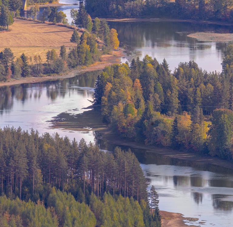 A curving river with pine trees lining the banks