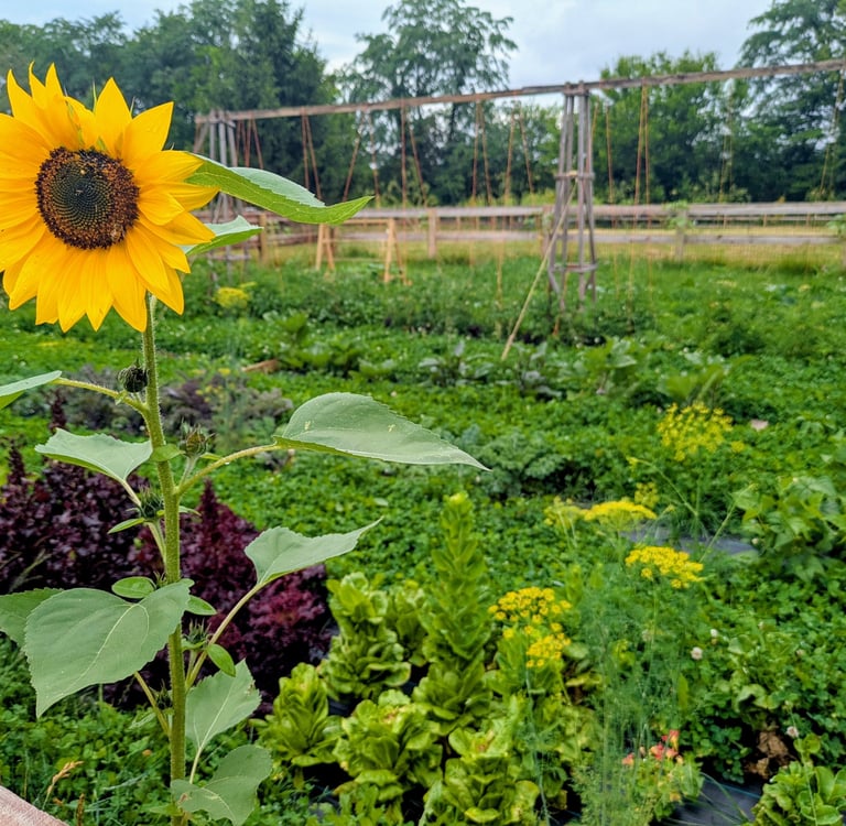 An image of a sunflower and garden