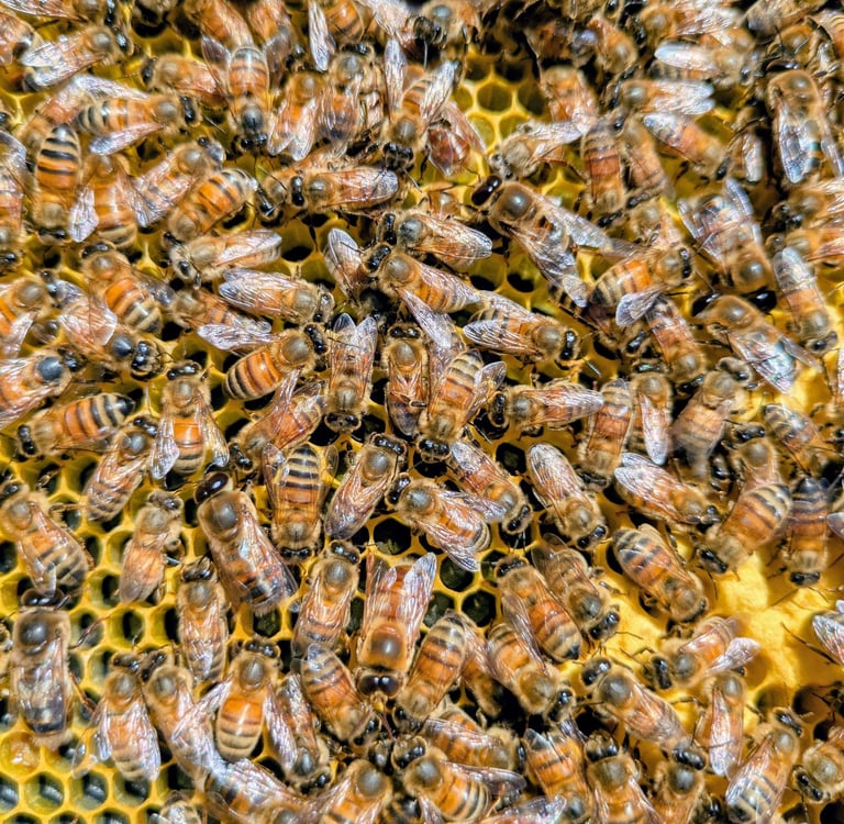 Bees working on building honeycomb