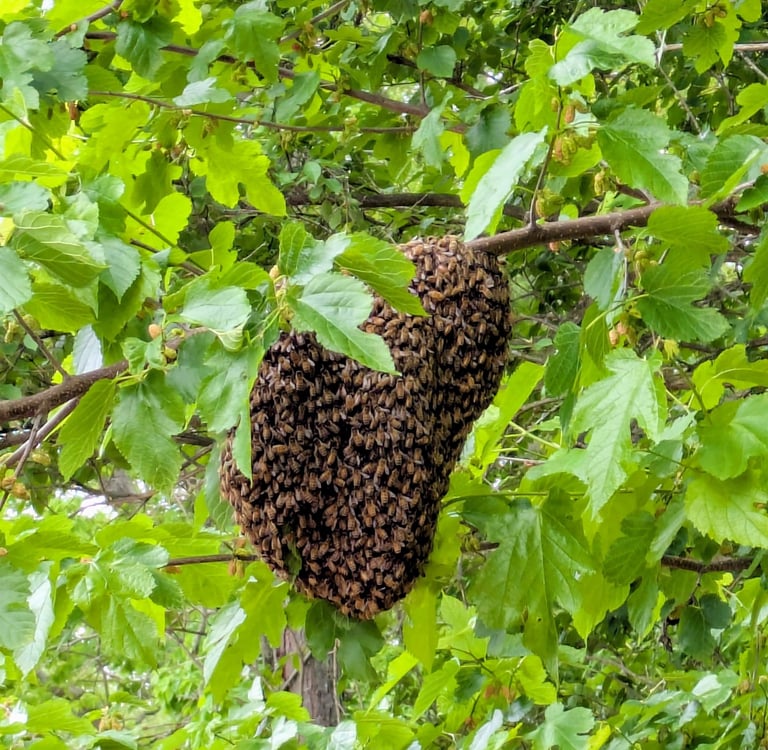 A bee swarm hanging in a tree