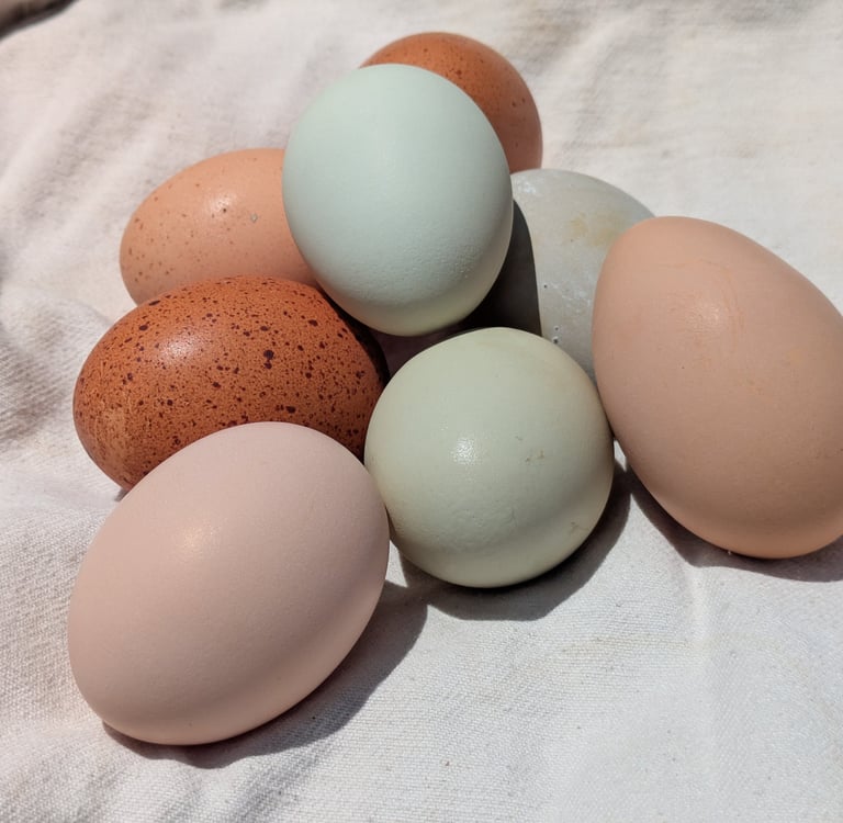 A collection of naturally colorful eggs