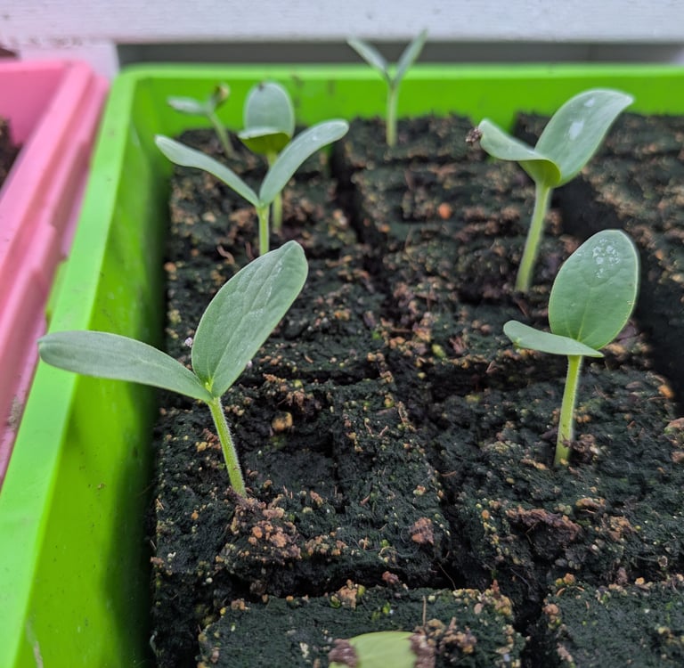 Small plants emerging from soil blocks