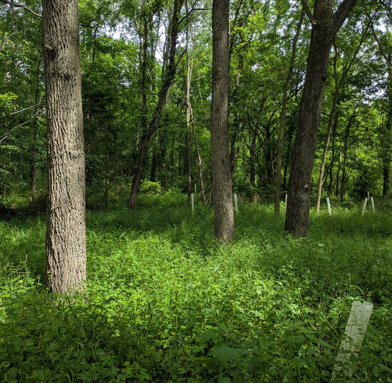 A forest regrowing after removal of invasive honeysuckle