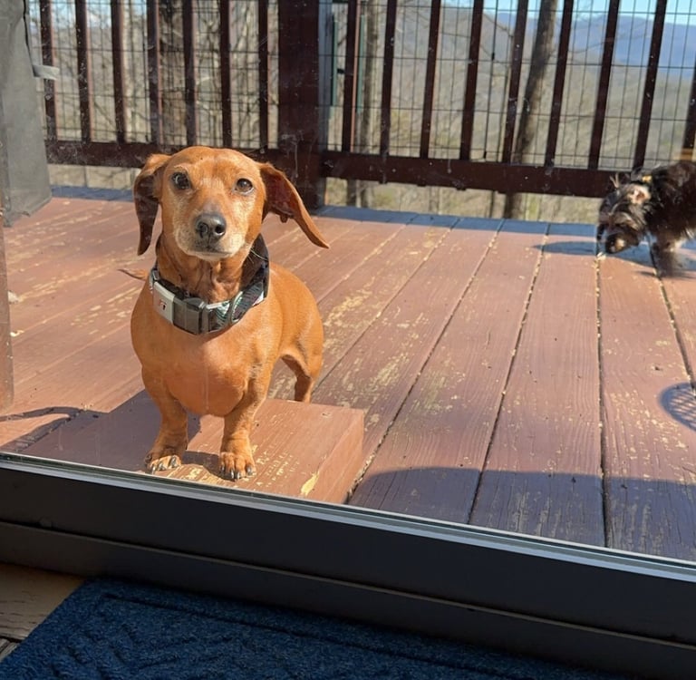 a dog is standing in front of a door