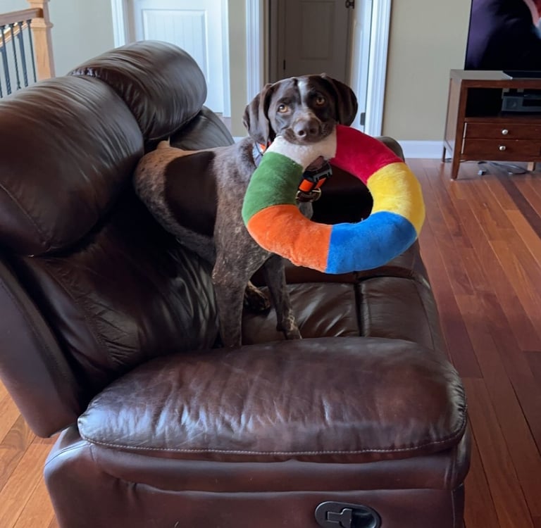 a dog sitting on a couch with a colorful pillow