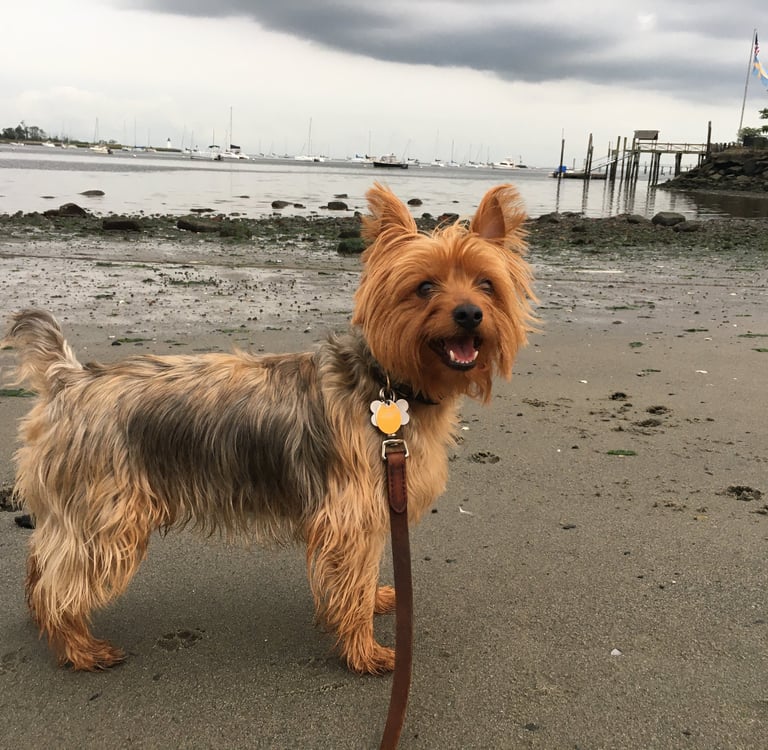 Photo of Chevy, Robert Ellis’s Yorkshire terrier, playing on the beach on Long Island Sound.