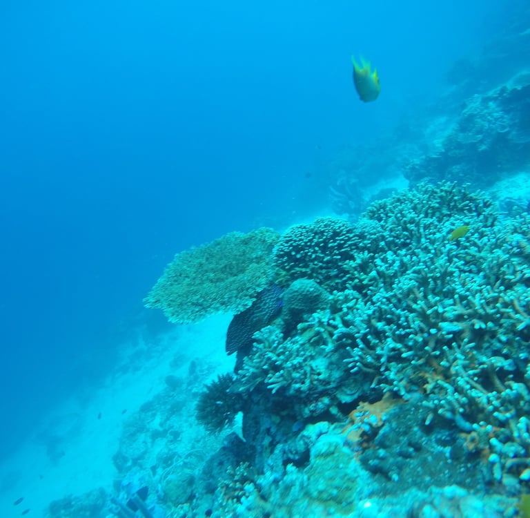 Diving Menjangan, Tulamben, and Lovina reef Bali #NorthBaliDive #BaliUnderwater #DiveGuide