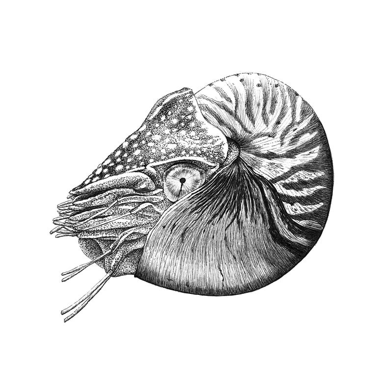 Wildlife Art - Chambered Nautilus