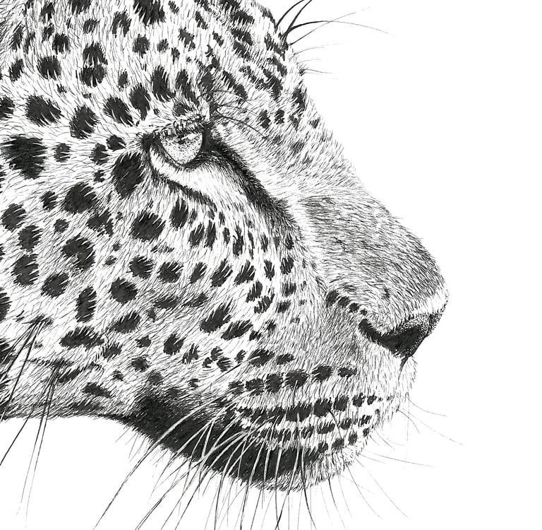 Wildlife Art - African Leopard