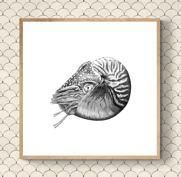 Wildlife Art - Chambered Nautilus