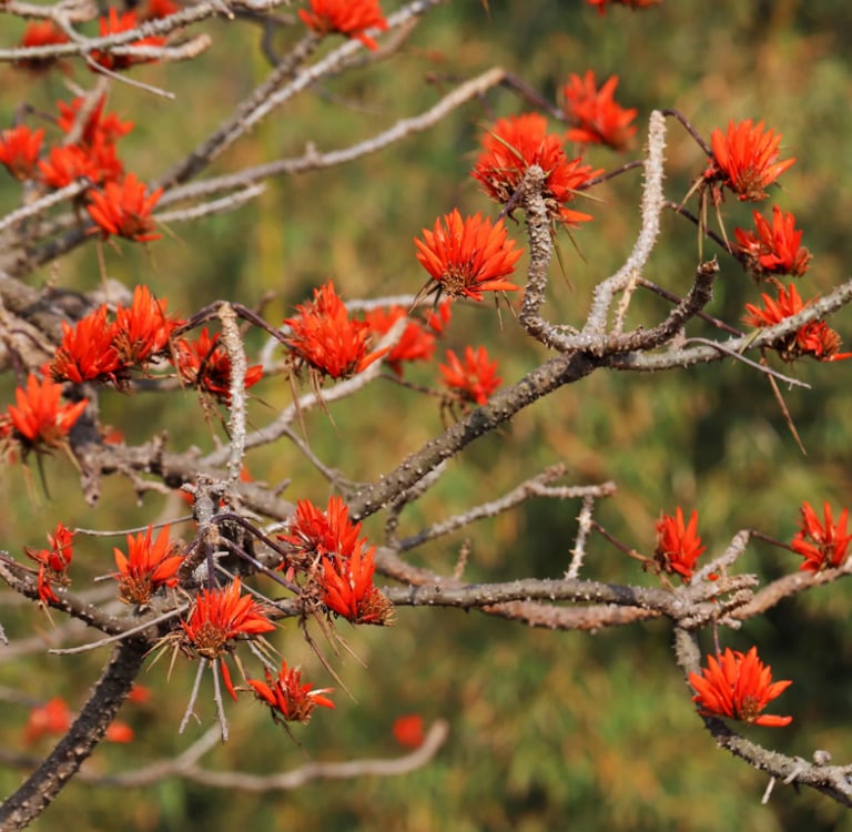 a tree with red flowers called Erythrina