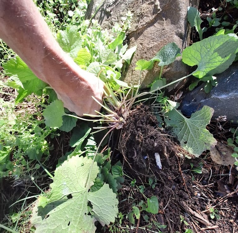 a person removing a plant in our garden