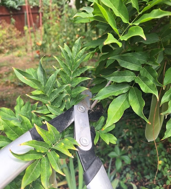 a person that is cutting back and trimming a long hanging plant