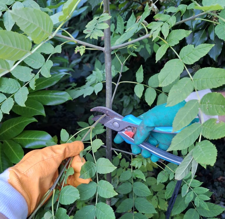 a person that is pruning a bush with pruners