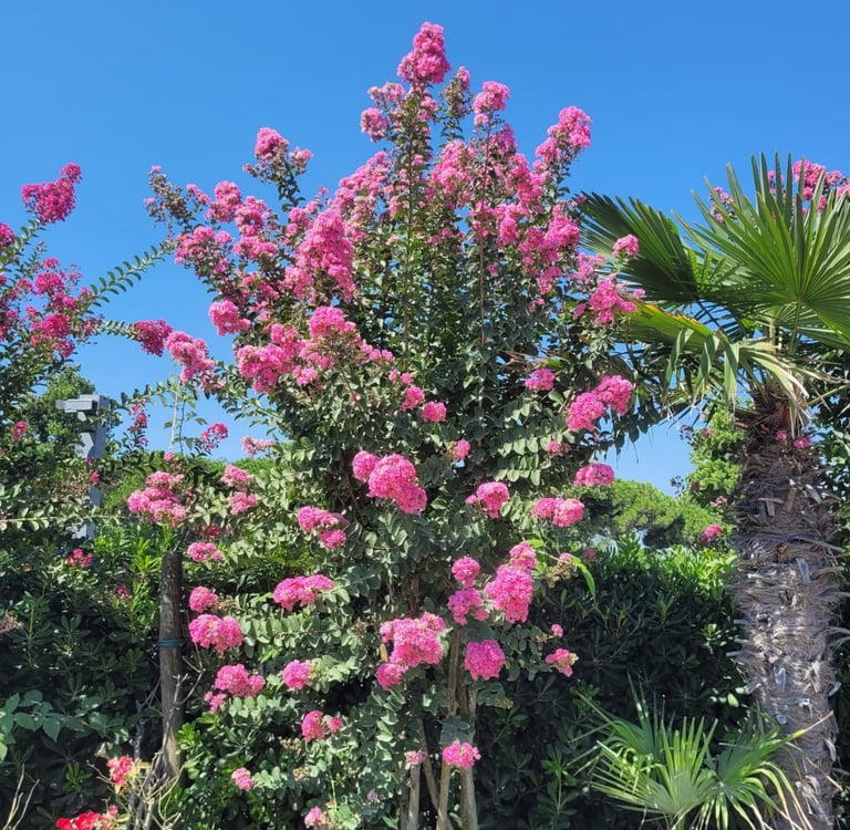a tall hedge bush with light flowers named Crapemyrtle
