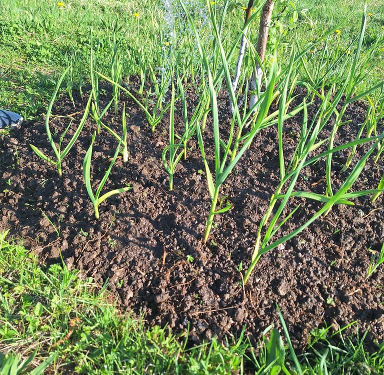 a person watering garden plants correctly