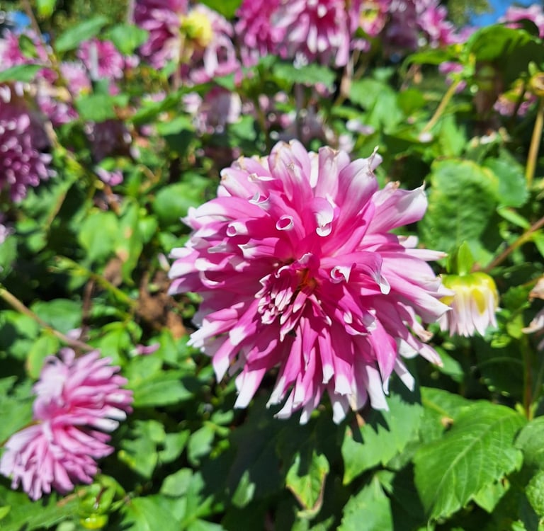a garden plant with the right maintenance