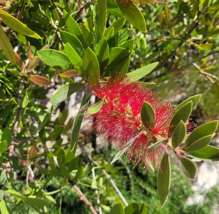 an exotic red Bottle Brush flower on a tree