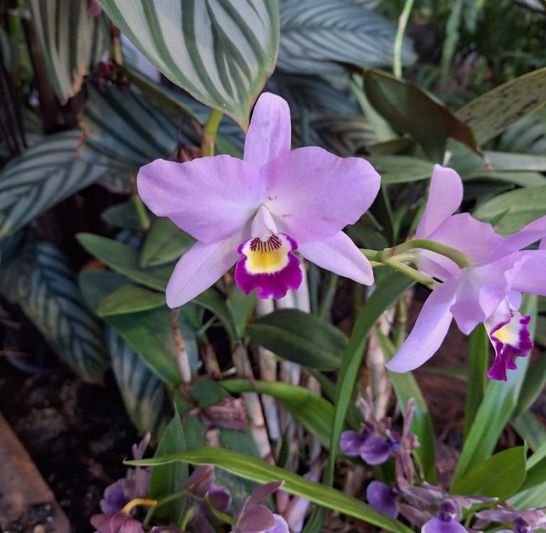 a pink Orchid outside in a tropical environment