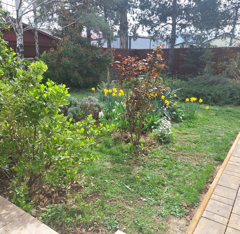 an informal garden with many shrubs and flowers