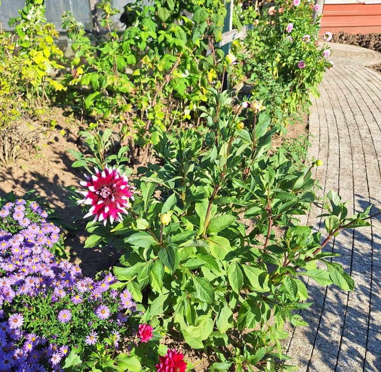 a cottage garden border with many flowers