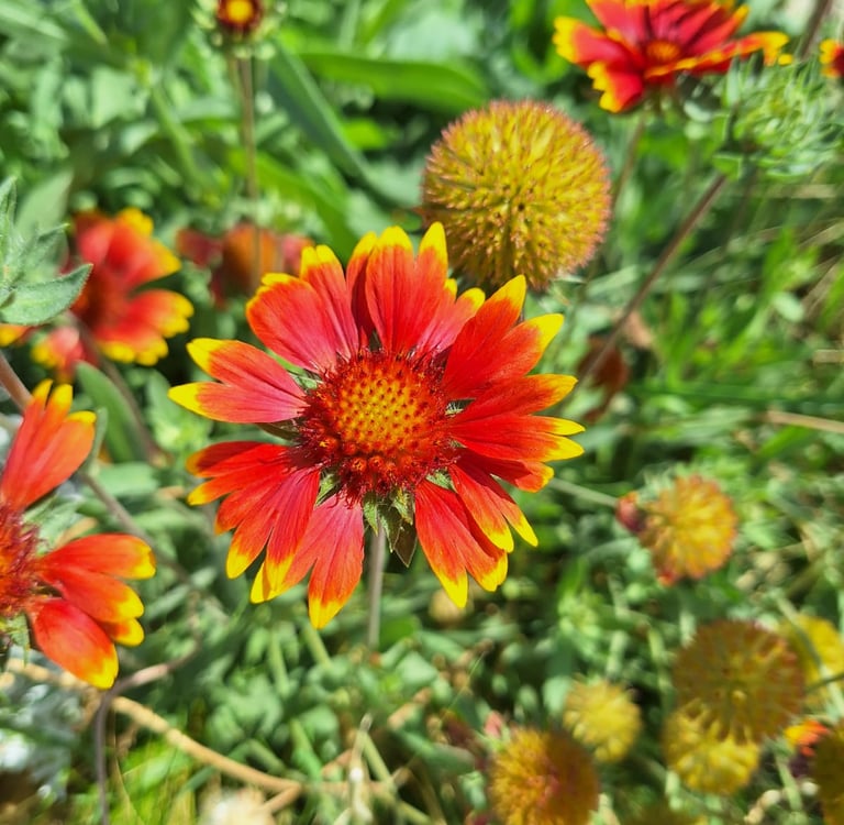 a red-yellow Flower thriving in full sun