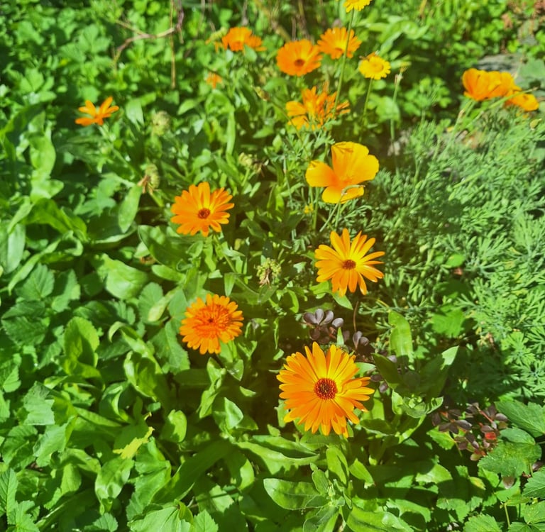 multiple yellow blooming annuals that were planted correctly