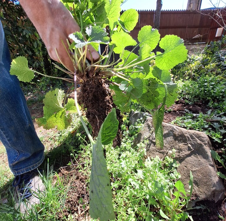 a person planting a perennial in our garden