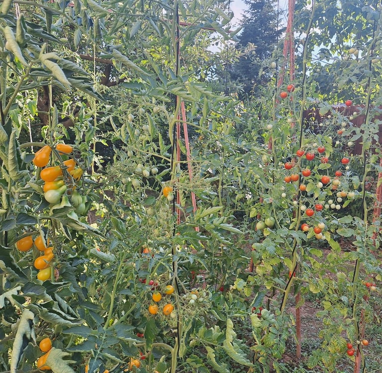 tomatoes in one of the 3 types of vegetable gardening