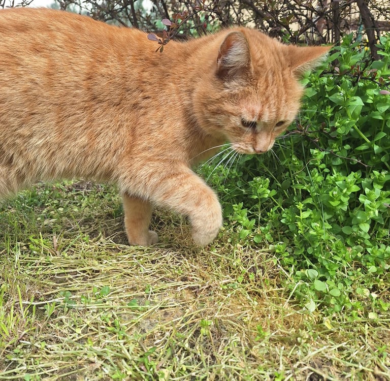 a cat in a container garden