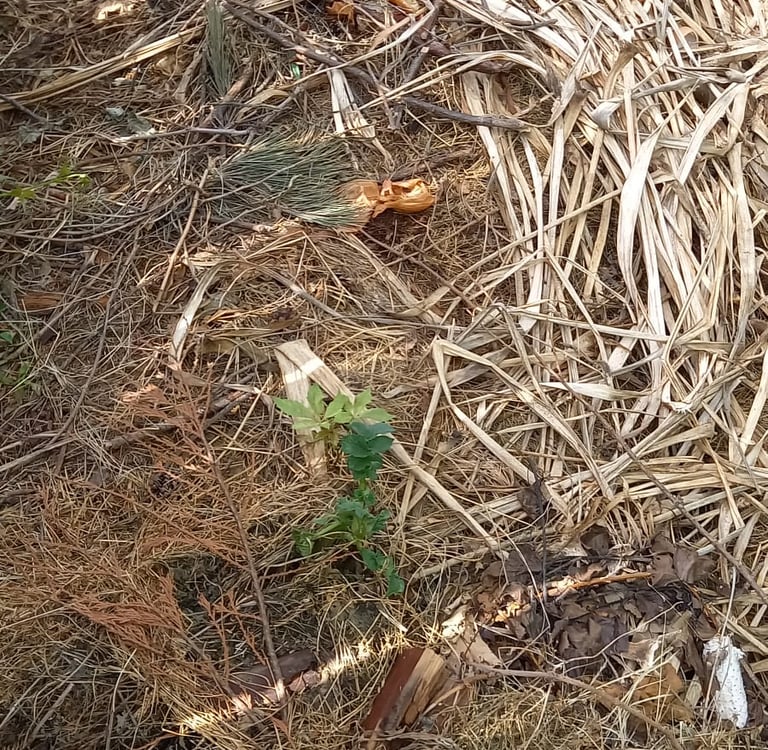 multiple composting ingredients in a compost pile together