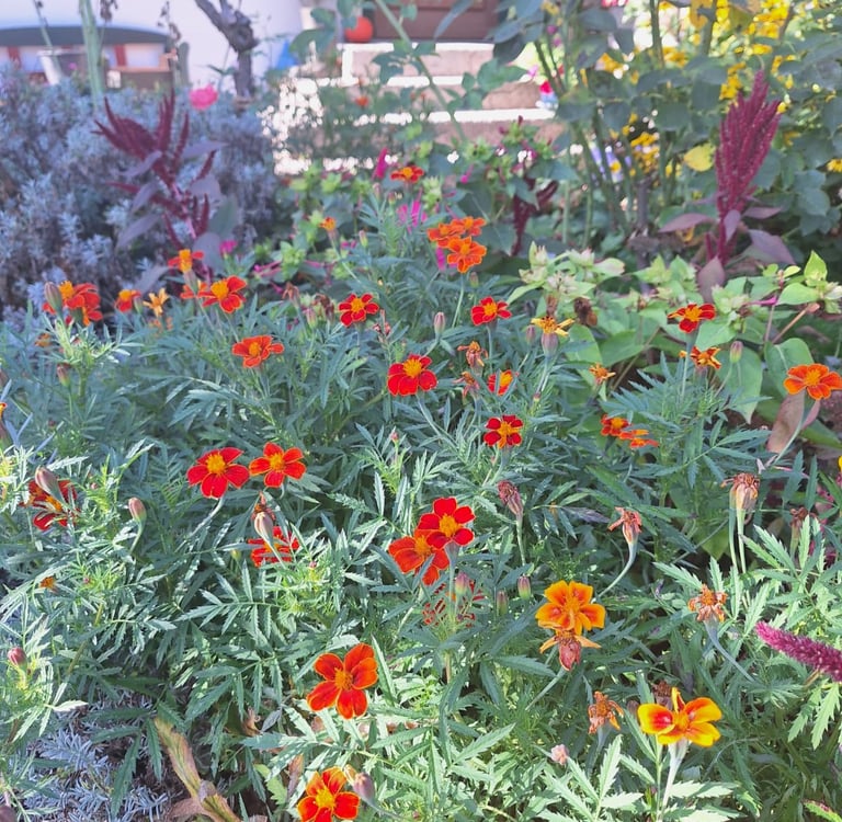 a shrub with red flowers planted well