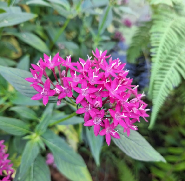 pink flower clusters blooming in vegetation
