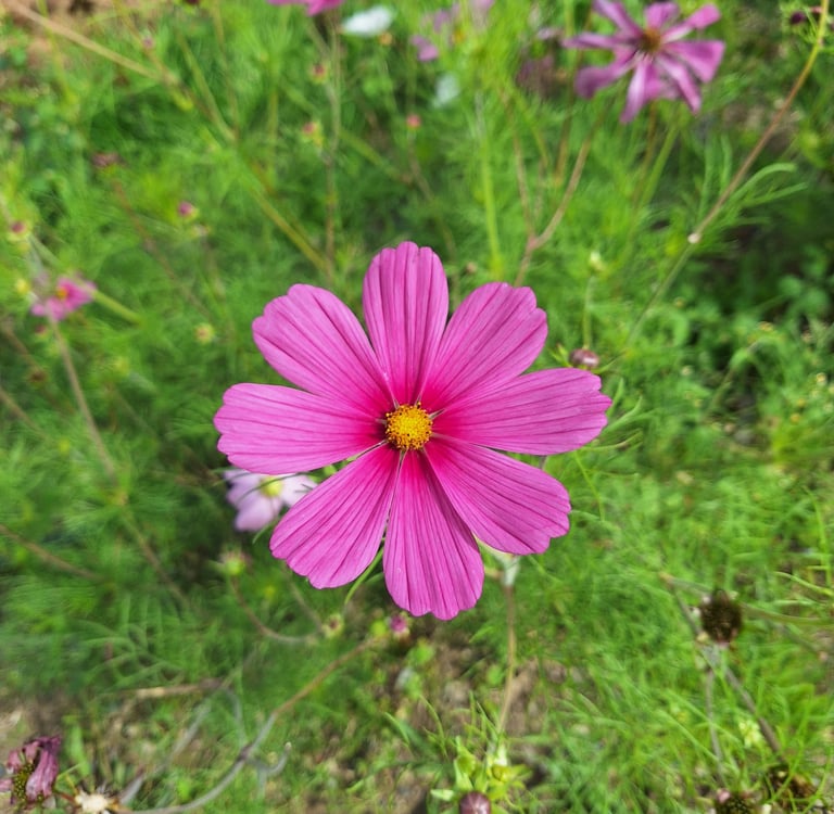 one pink Cosmos flower growing in June
