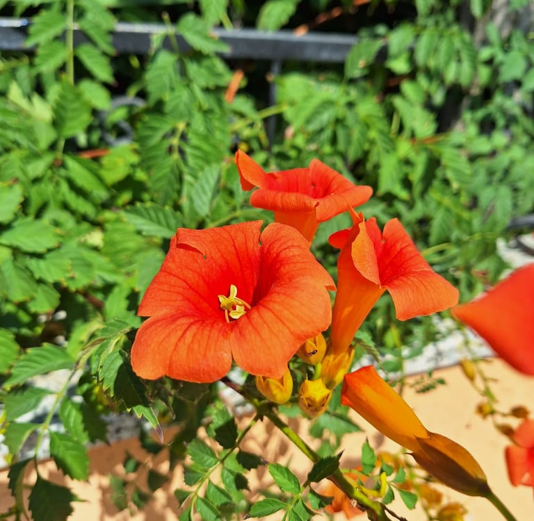 multiple bright Orange flowers blooming in full sun
