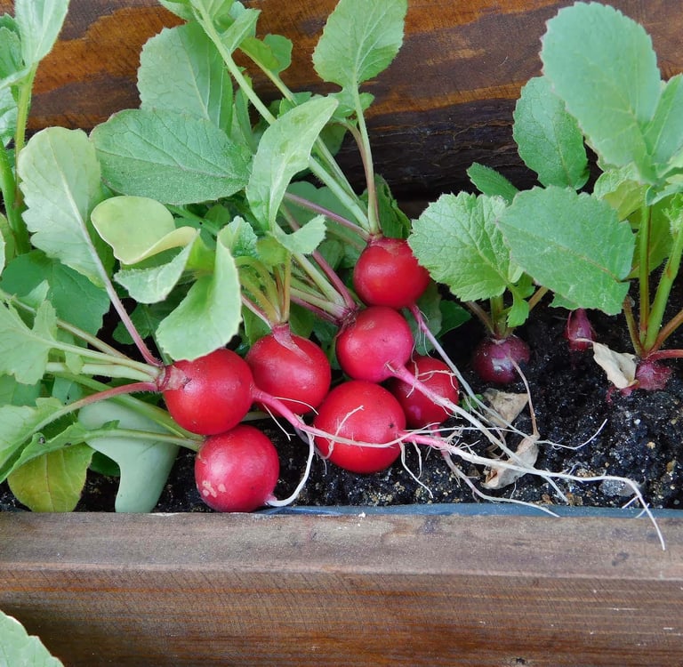 multiple healthy Radishes growing in a container