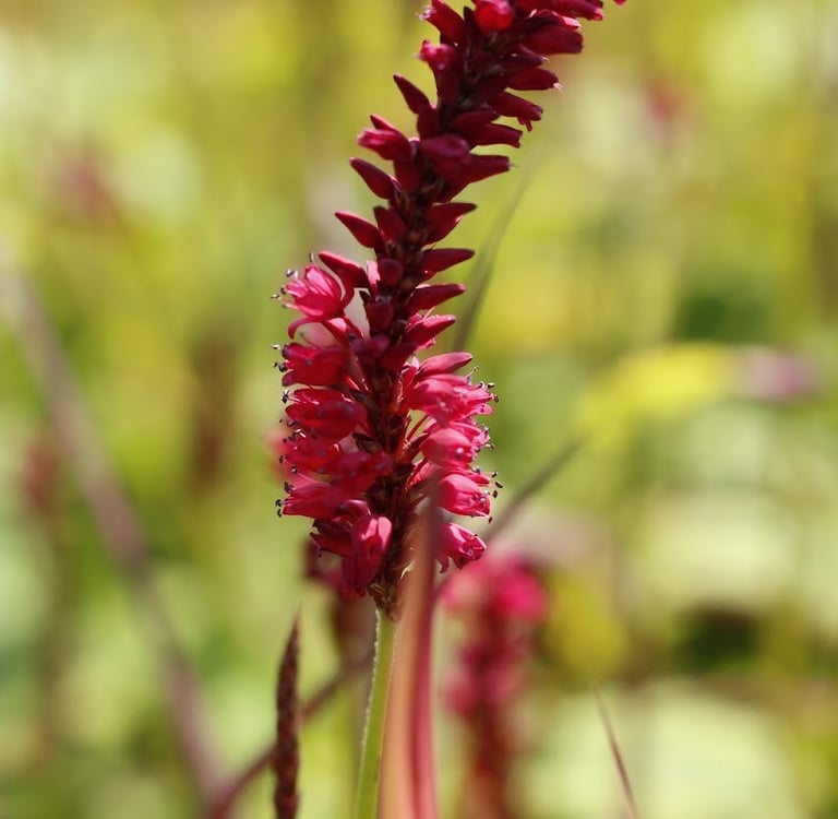 Close up van aar van Persicaria