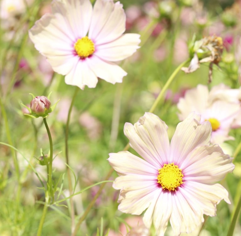 Cosmea zachte kleuren