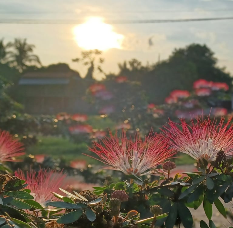 Bobinsana Master Plant