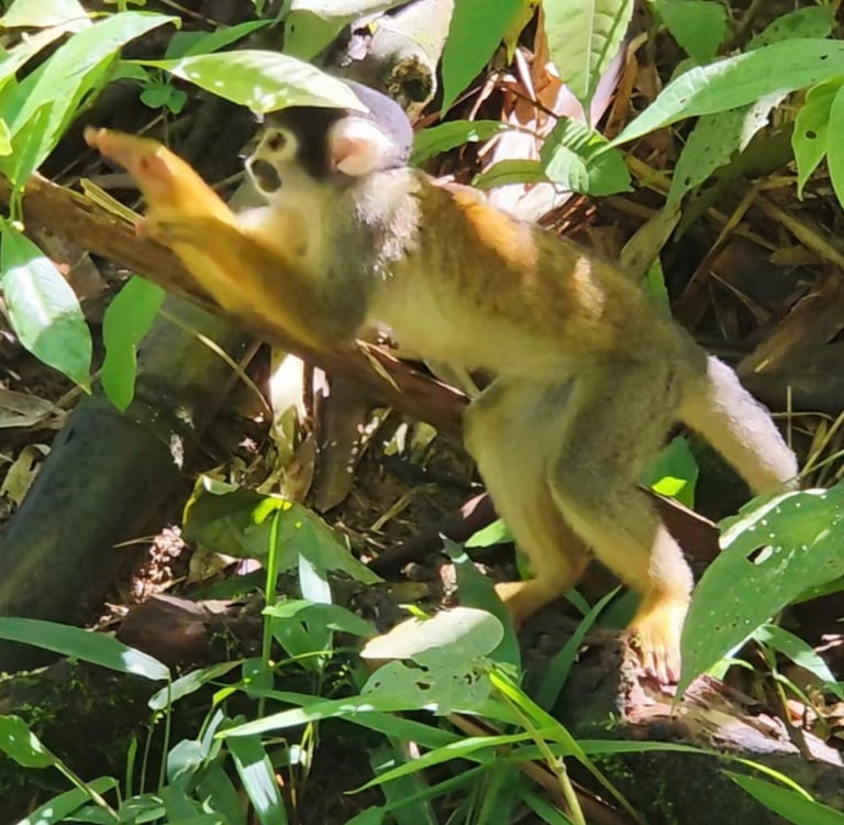 Squirrel Monkey