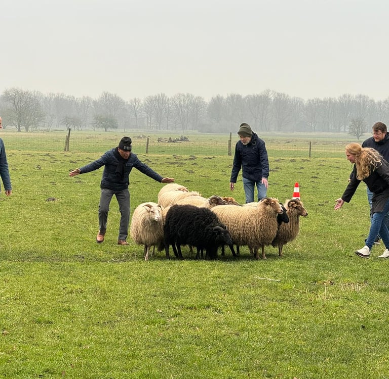teambuilding schapendrijven