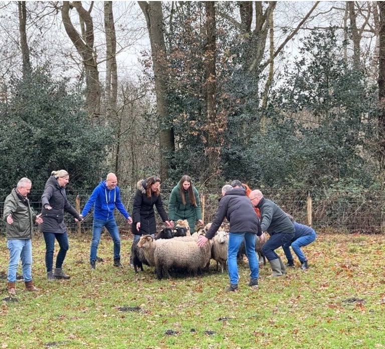 Schapendrijven tijdens een heidag
