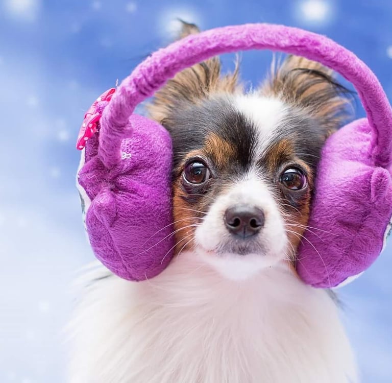 Individuelles Hundetraining: Borkheide, Beelitz, Treuenbrietzen, Michendorf, Werder, Kloster Lehnin