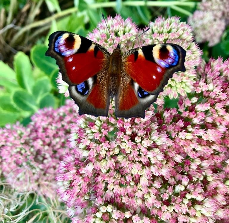 papillon cercles de femmes abbaretz nozay le chemin de la chouette 