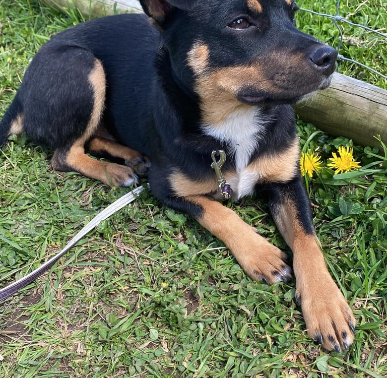 photo chien communication animale 44 blain chateaubriant nozay