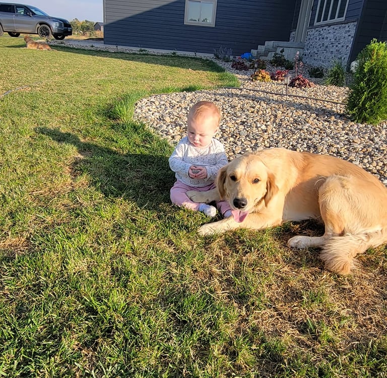 calm and gentle golden retriever with a baby outside 